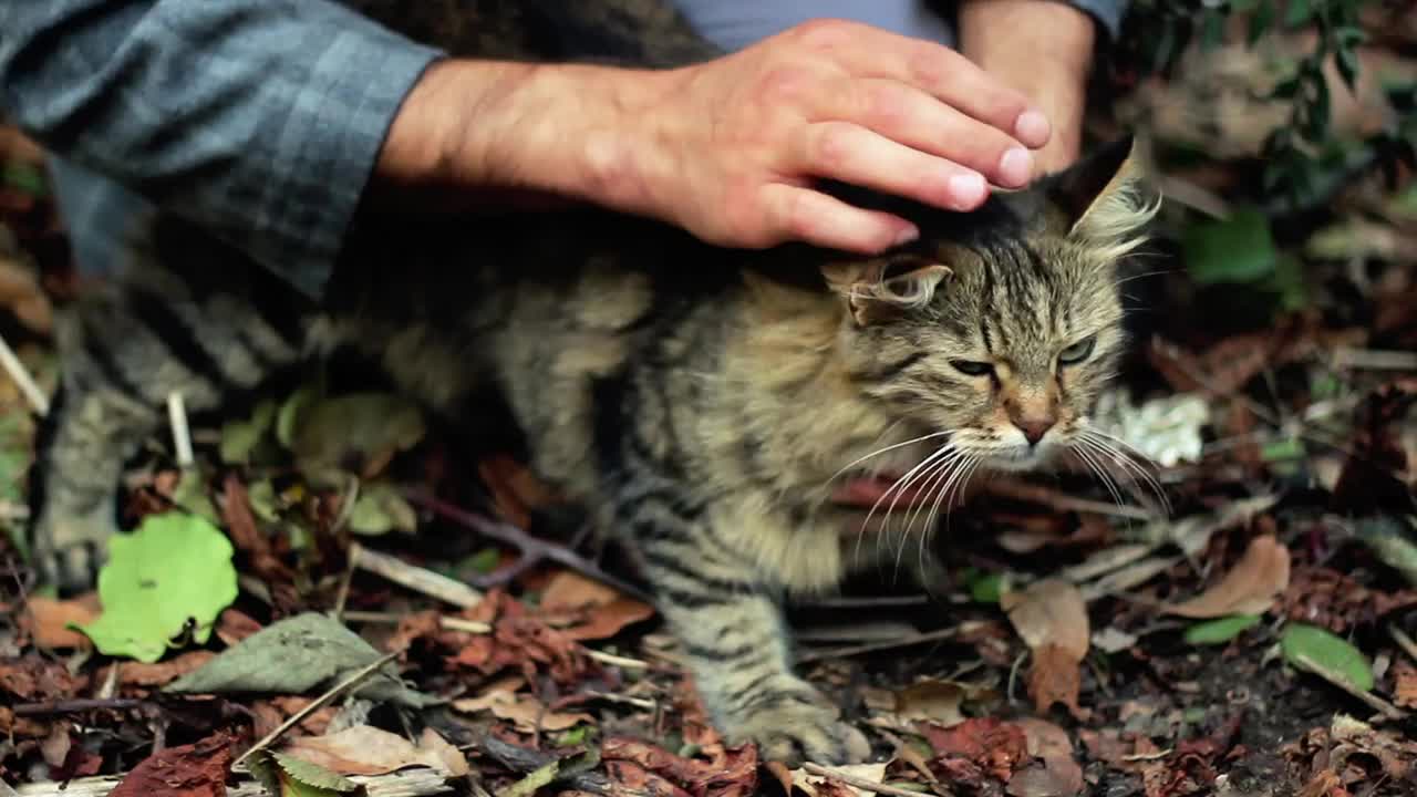 Download Stock Video Man Petting A Cat In Natur Animated Wallpaper