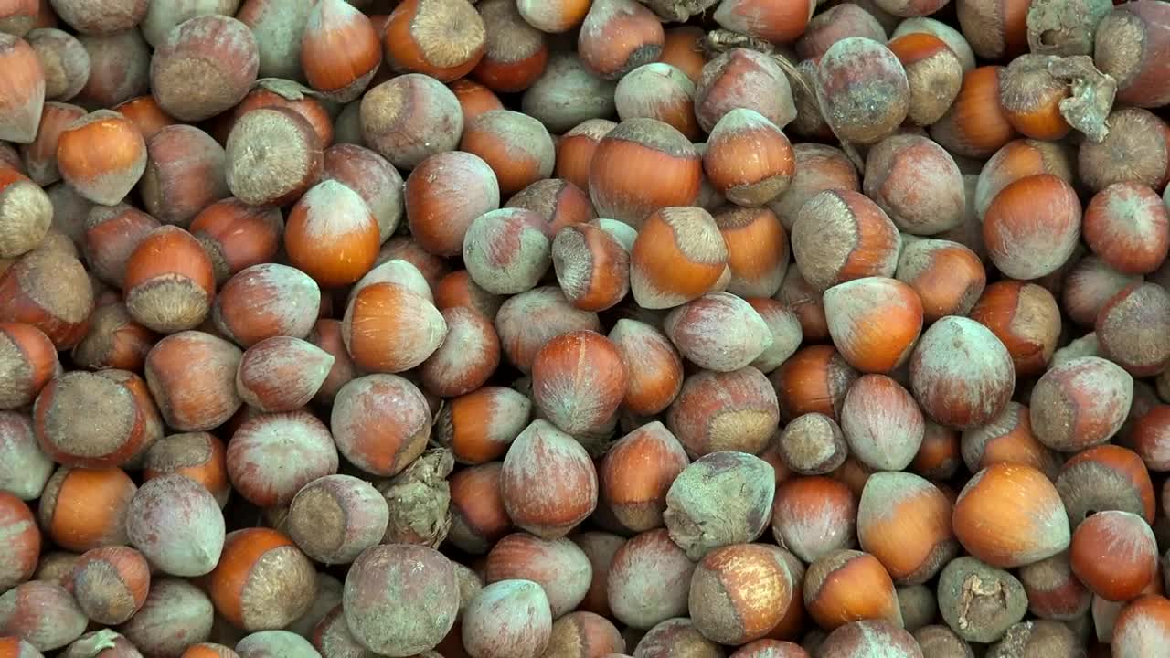 Download Stock Video Mountain Of Recently Cropped Hazelnut Live Wallpaper