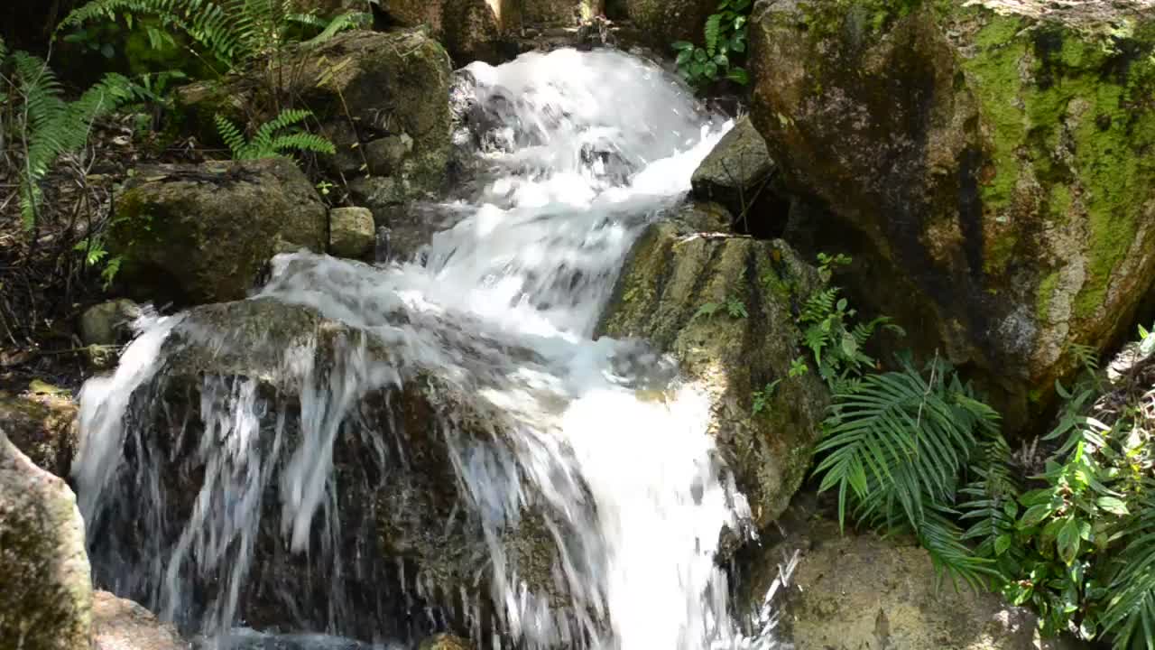 Download Stock Video Mountain Stream With Ferns Live Wallpaper