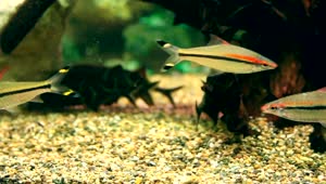 Download Stock Video Multi Colored Fish Swimming In The Aquarium Live Wallpaper