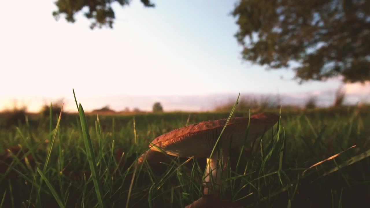 Download Stock Video Mushroom In The Grass Live Wallpaper