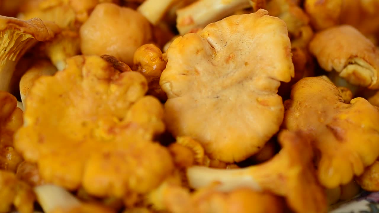 Download Stock Video Mushrooms Harvested For Food Live Wallpaper