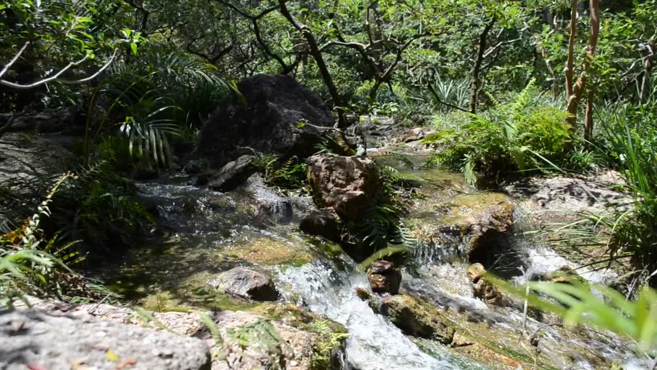 Download Stock Video Natural Stream Through A Forest Live Wallpaper