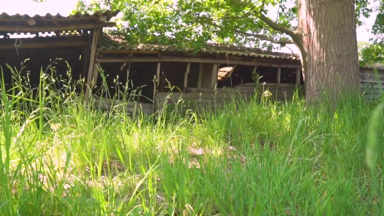 Download Stock Video Old Abandoned And Destroyed Cabin In The Undergrowth Live Wallpaper