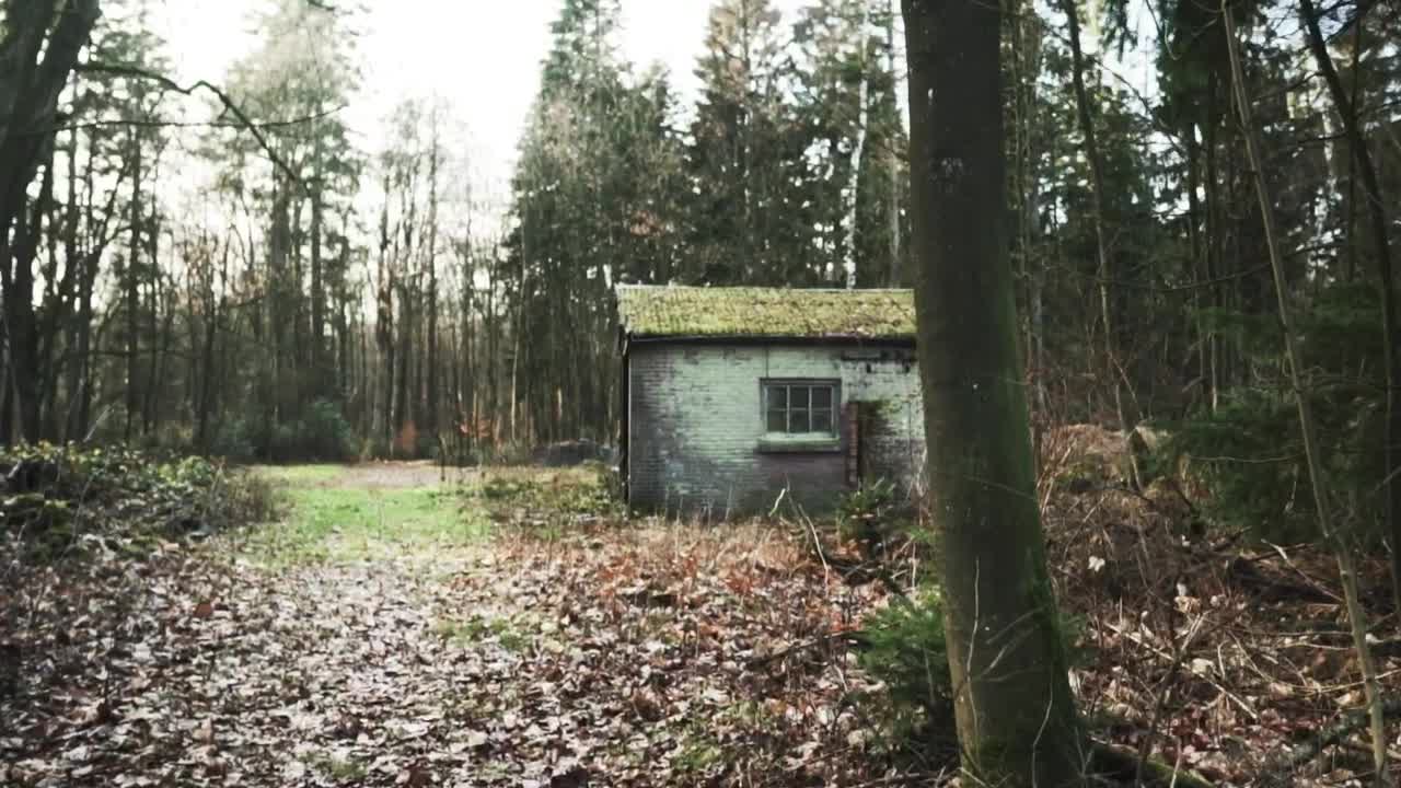 Download Stock Video Old Shed In A Forest On Fall Live Wallpaper