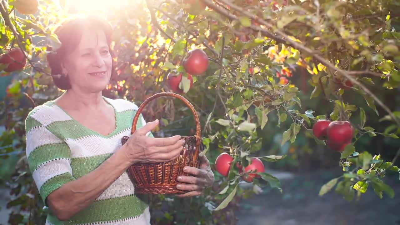 Download Stock Video Old Woman Cutting Apples From The Trees In Her Garden Live Wallpaper