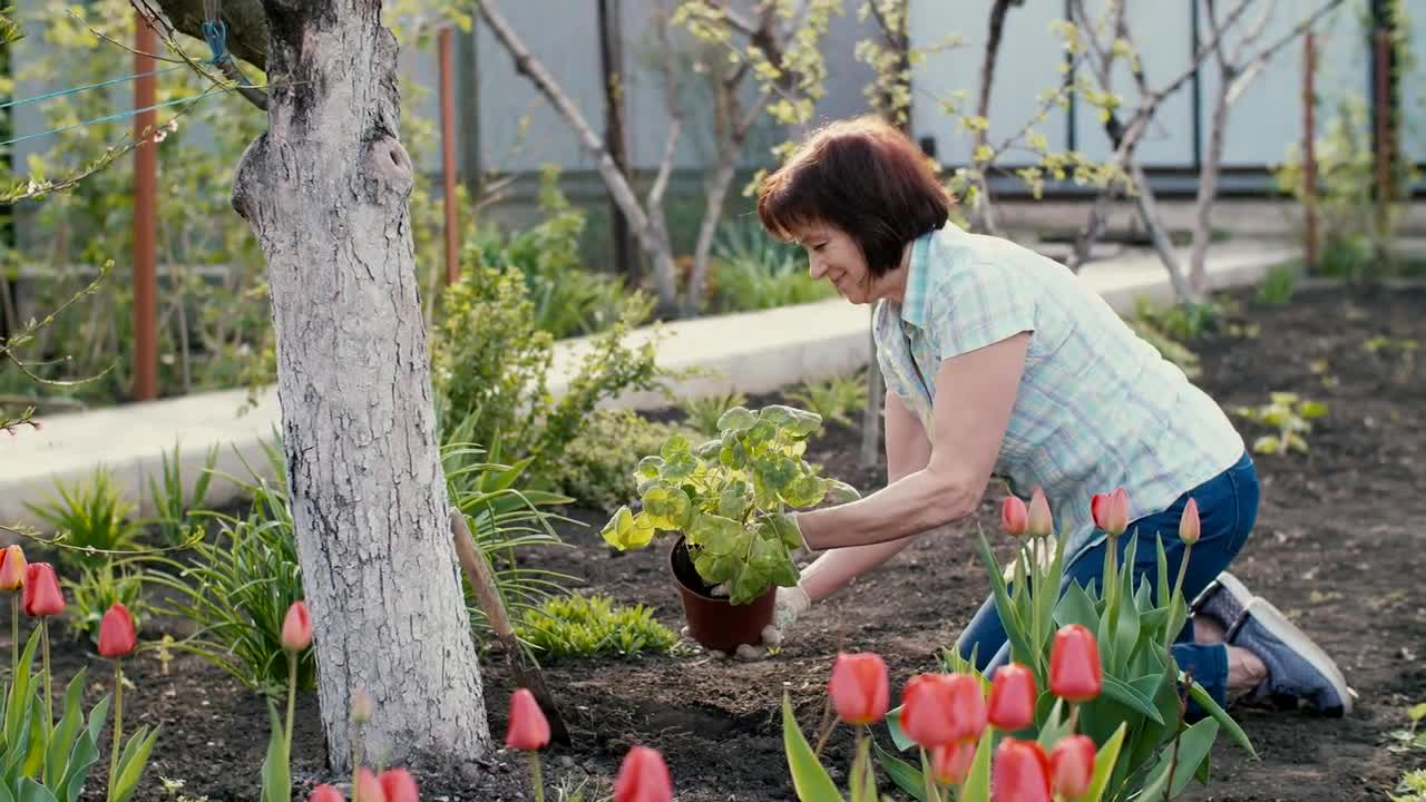 Download Stock Video Old Woman Planting A New Plant In Her Garden Live Wallpaper