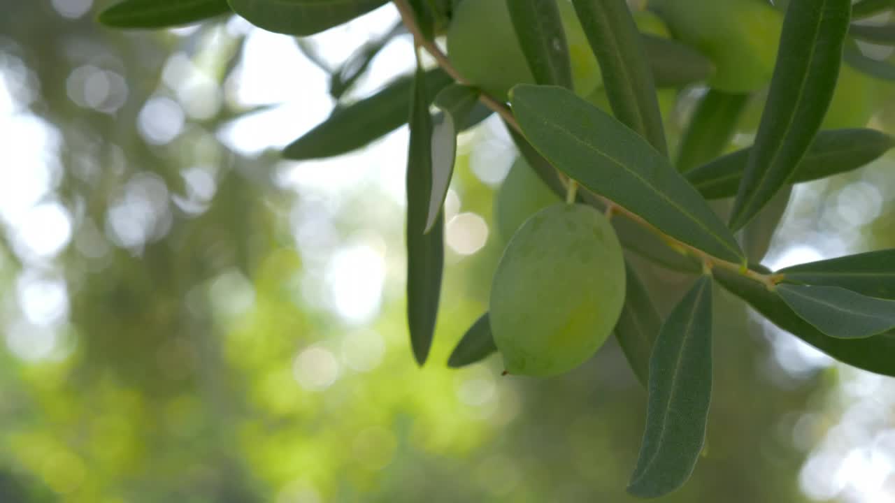 Download Stock Video Olives Growing In The Mediterranean Live Wallpaper