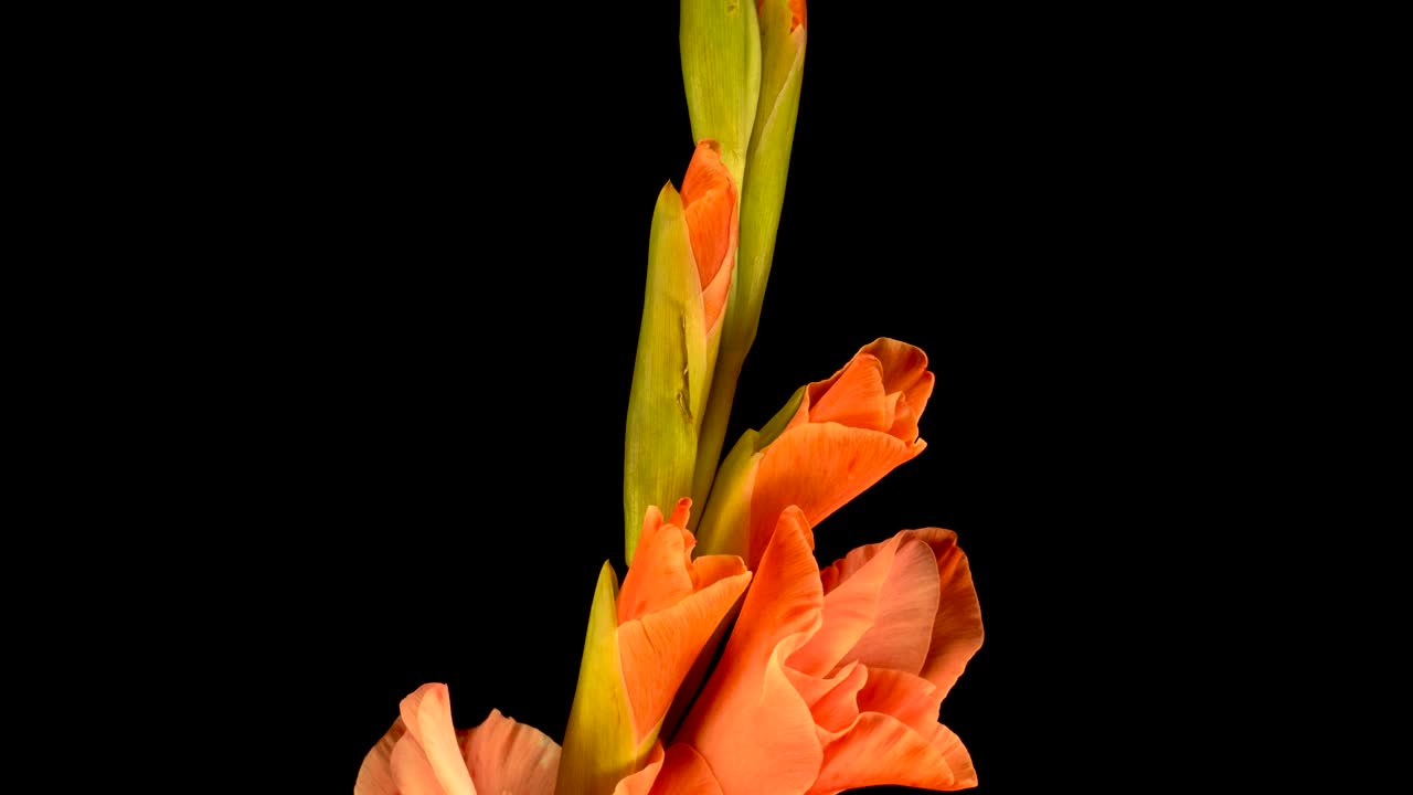 Download Stock Video Orange Flower Opening Live Wallpaper