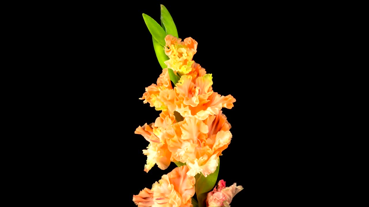 Download Stock Video Orange Gladiolus Flower Opens Live Wallpaper