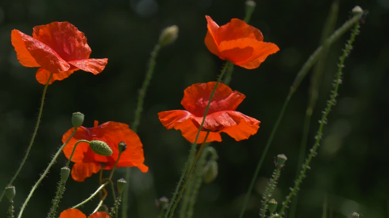 Download Stock Video Orange Wildflowers Moving With The Wind Live Wallpaper