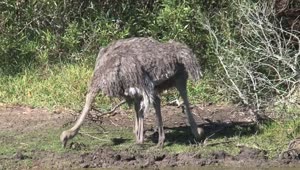 Download Stock Video Ostriches Searching For Food Live Wallpaper