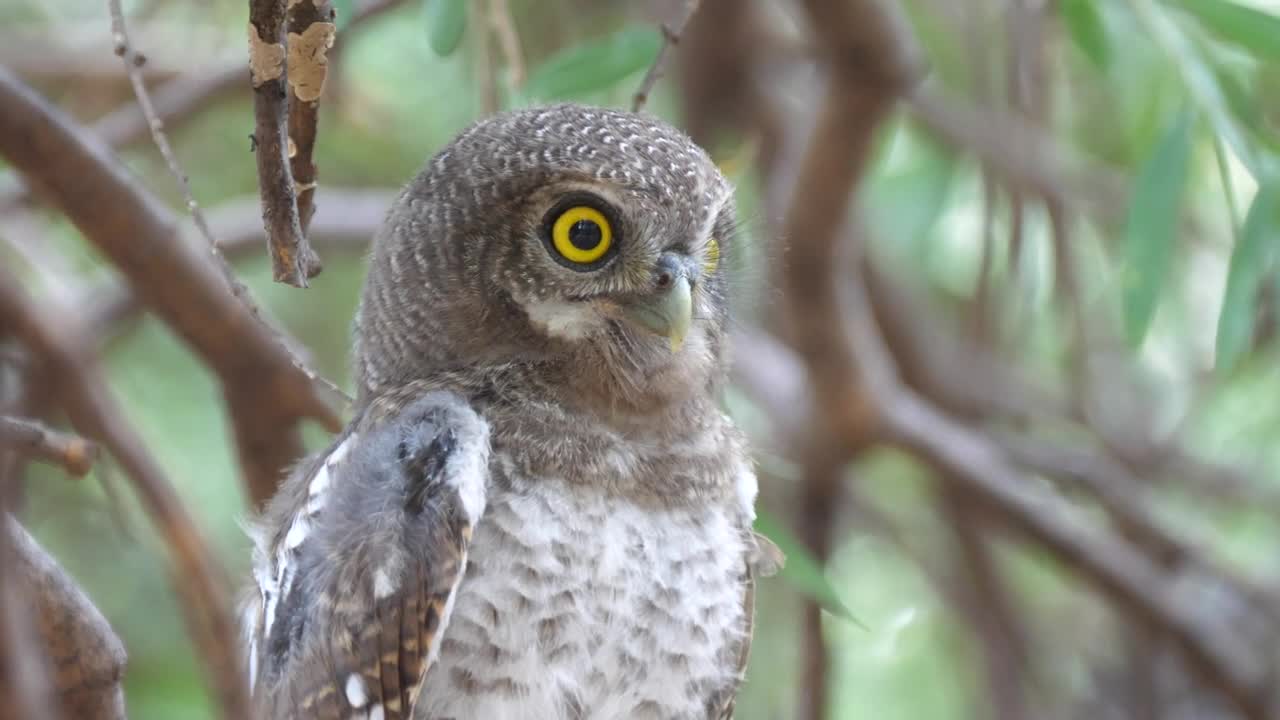 Download Stock Video Owl Hooting On A Tree Live Wallpaper