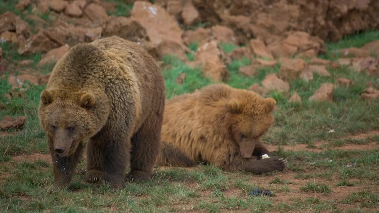 Download Stock Video Pair Of Brown Bears In The Field Live Wallpaper