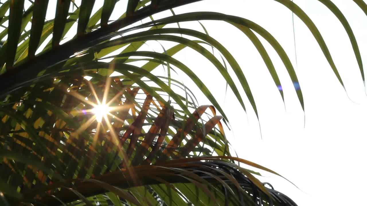 Download Stock Video Palm Leaves And Sunshine Live Wallpaper