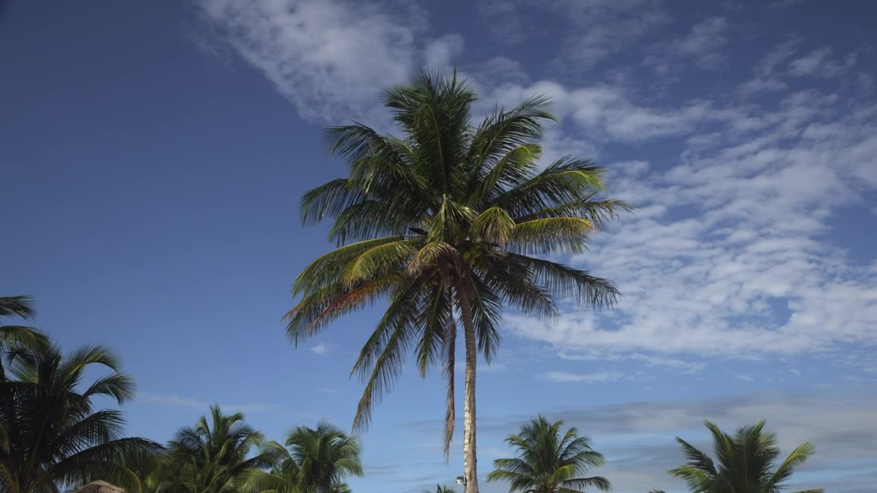 Download Stock Video Palm On A Beach In Mexico Live Wallpaper