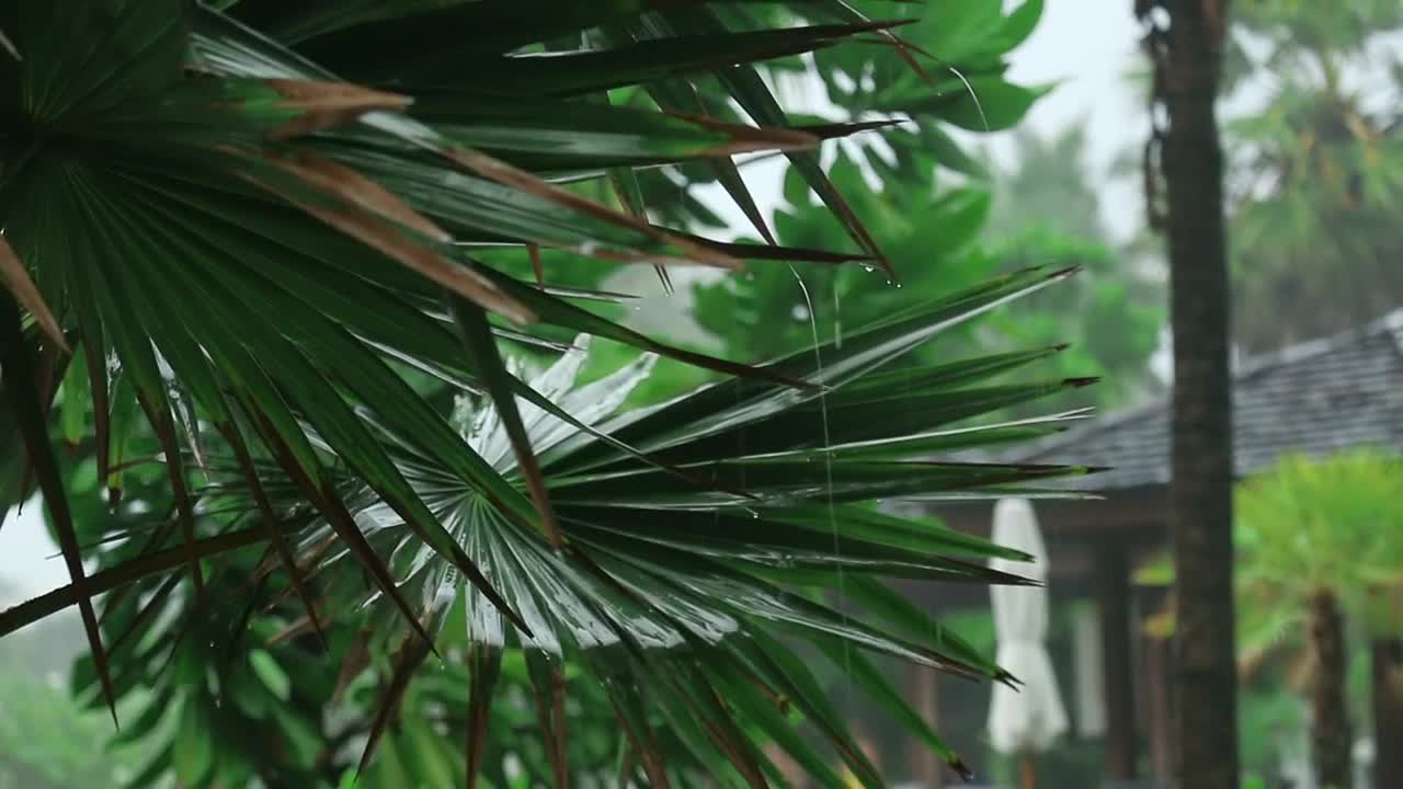 Download Stock Video Palm Plant Under The Rain Live Wallpaper