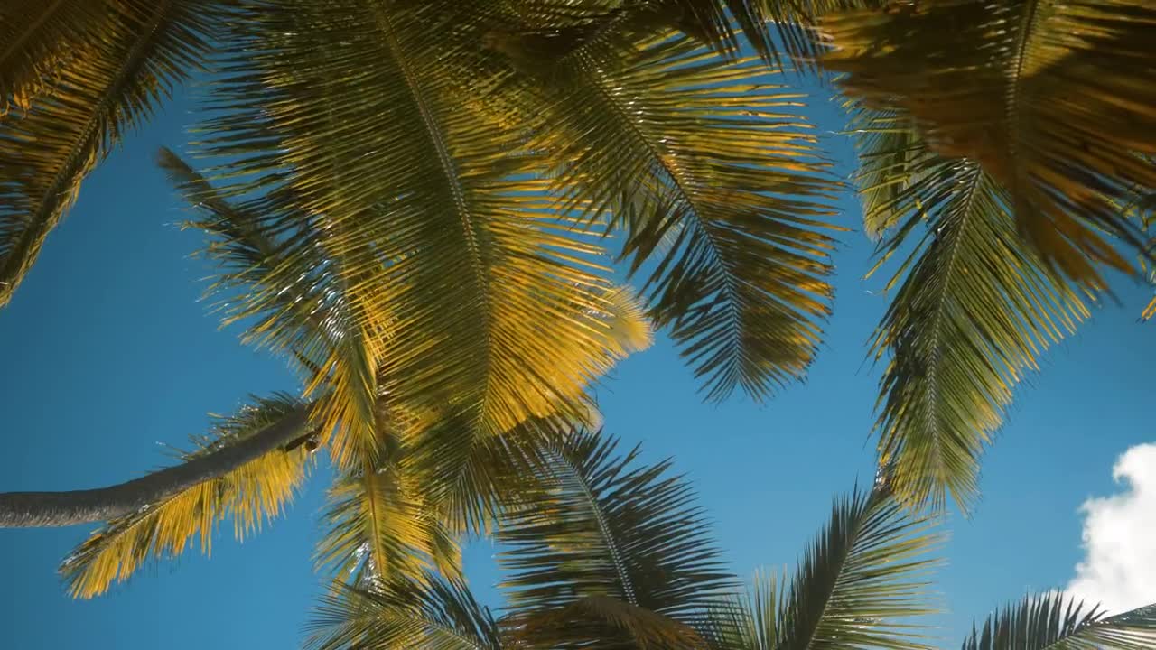 Download Stock Video Palm Trees Moving In The Wind Live Wallpaper