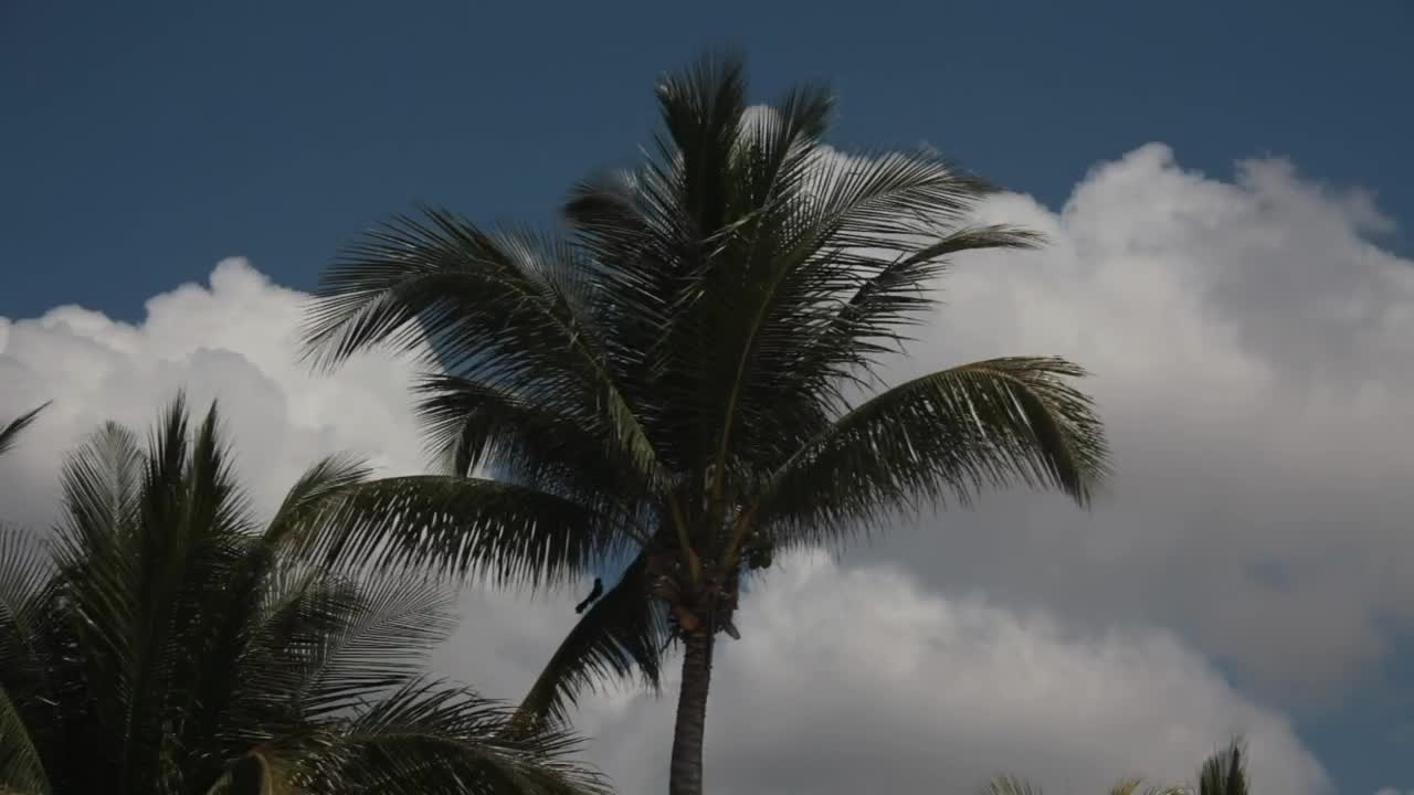 Download Stock Video Palms Blowing As A Storm Rolls In Live Wallpaper