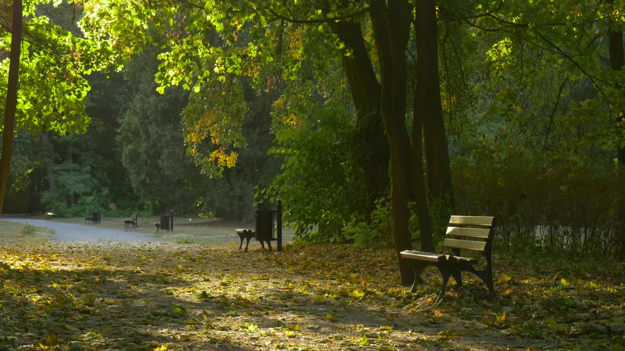 Download Stock Video Park And A Bench With Fallen Leaves Live Wallpaper