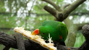 Download Stock Video Parrot Eating A Sugar Cane Live Wallpaper