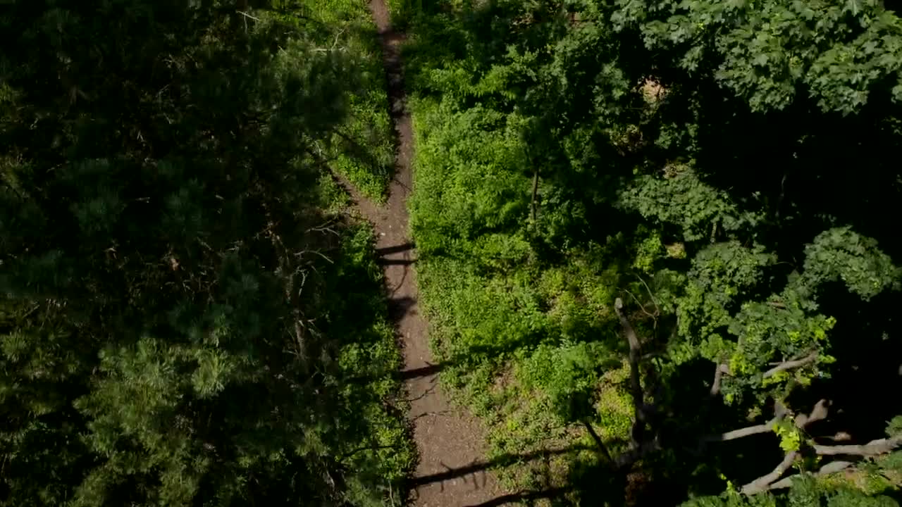 Download Stock Video Path In The Forest Aerial Shot Live Wallpaper