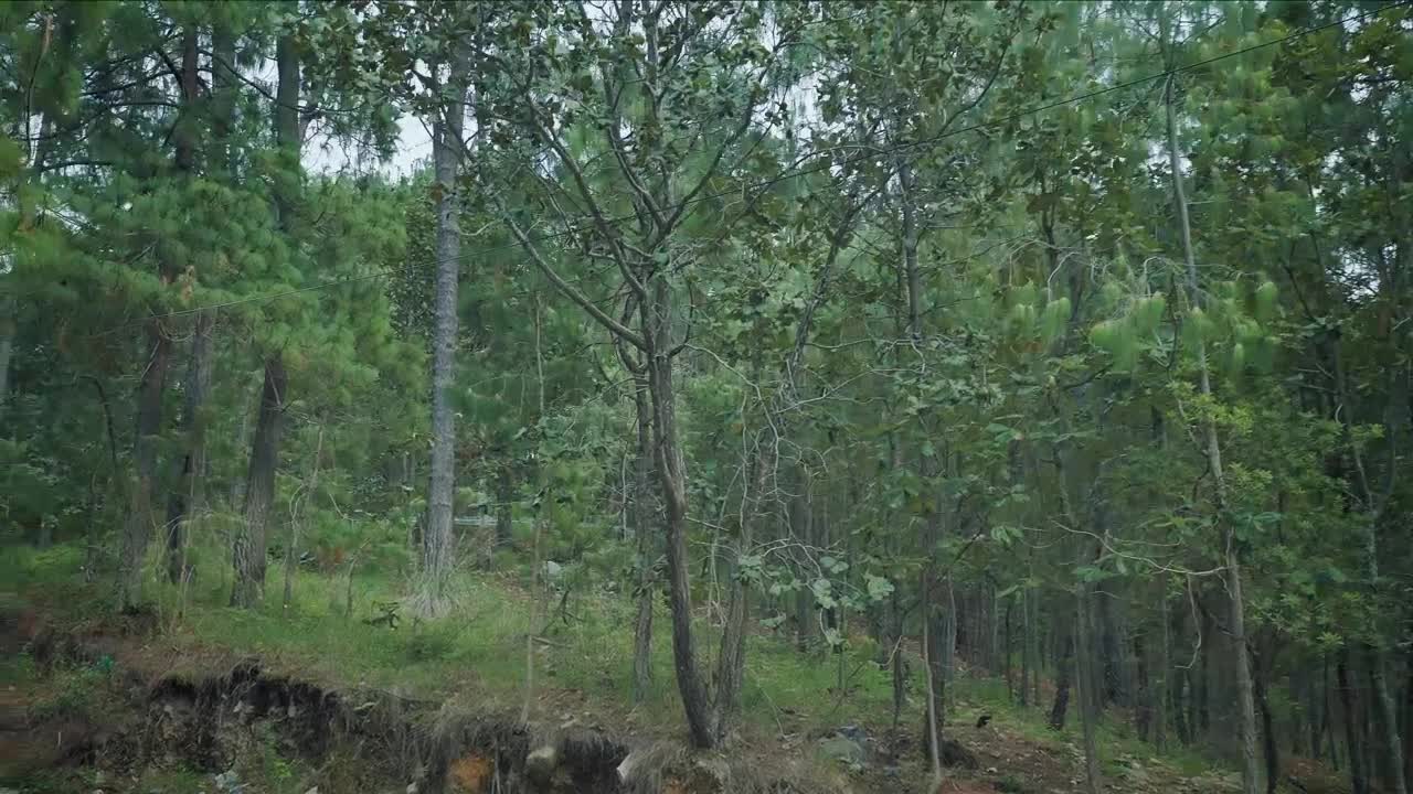 Download Stock Video Path In The Middle Of A Forest Surrounded By Many Live Wallpaper