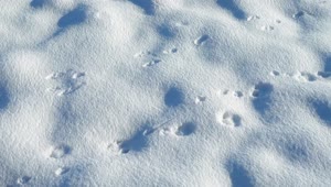 Download Stock Video Paw Prints In The Snow Live Wallpaper