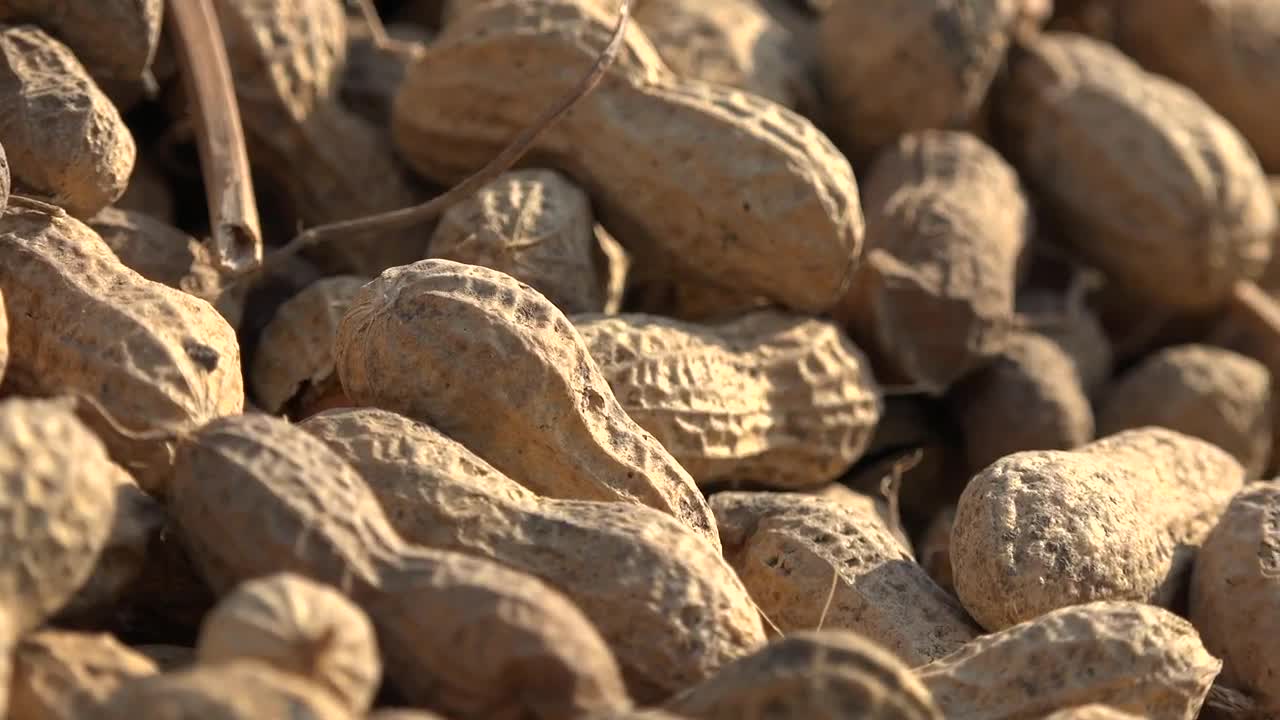 Download Stock Video Peanuts Close Up Live Wallpaper