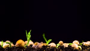 Download Stock Video Peas Beans Germination Live Wallpaper