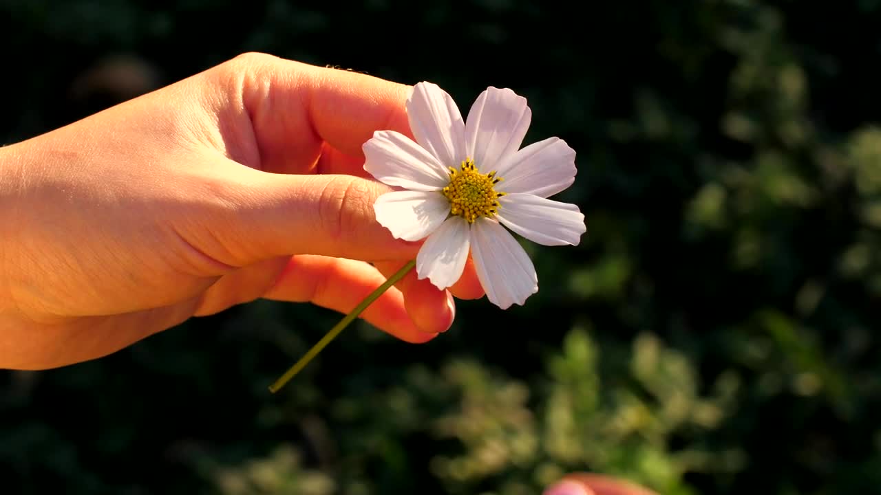 Download Video Stock Person Plucking Petals From A Chamomile Flower Live Wallpaper Free