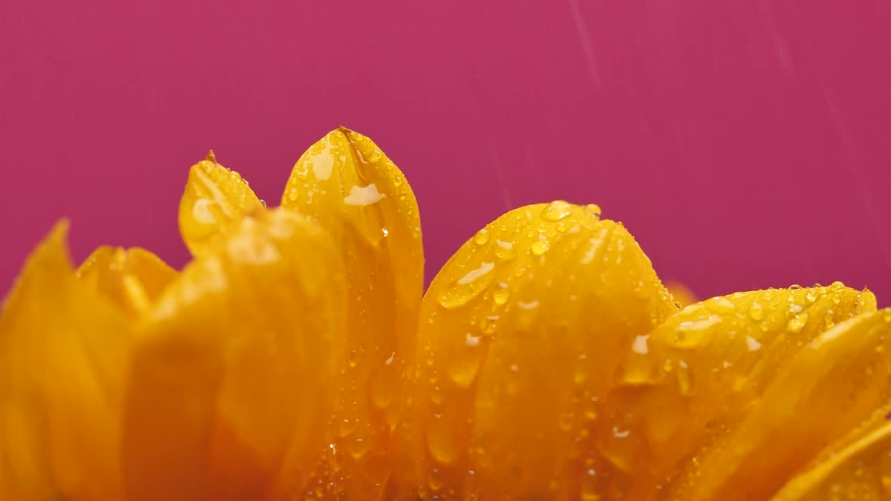 Download Video Stock Petals Of A Sunflower Being Watered Live Wallpaper Free