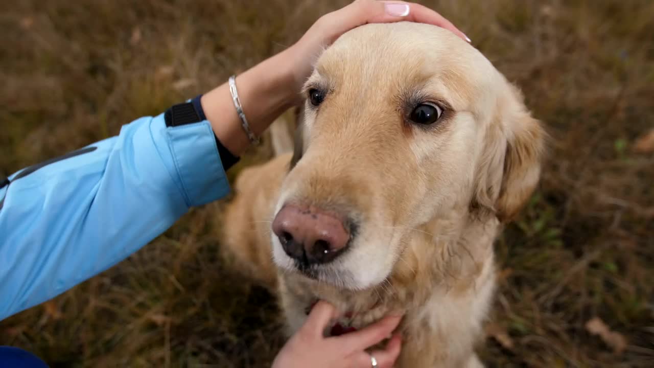 Download Video Stock Petting A Labrador Live Wallpaper Free