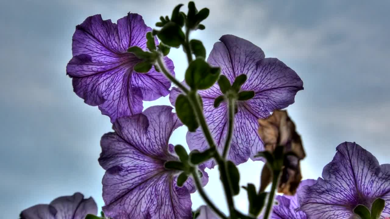 Download Video Stock Petunia Flowers Close Up Live Wallpaper Free