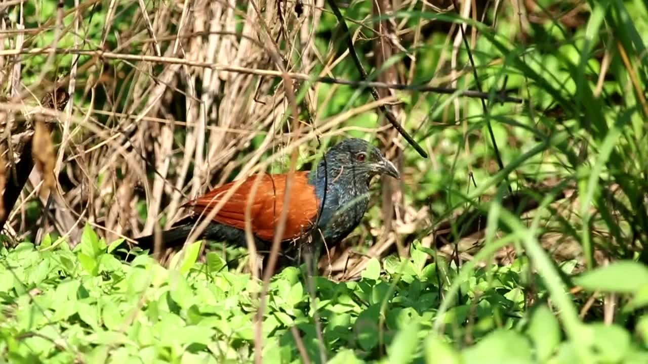 Download Video Stock Pheasant On The Forest Floor Live Wallpaper Free