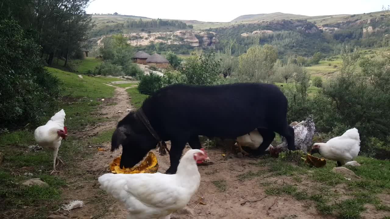 Download Video Stock Pig Eating Pumpkin On The Middle Of A Rural Road Live Wallpaper Free