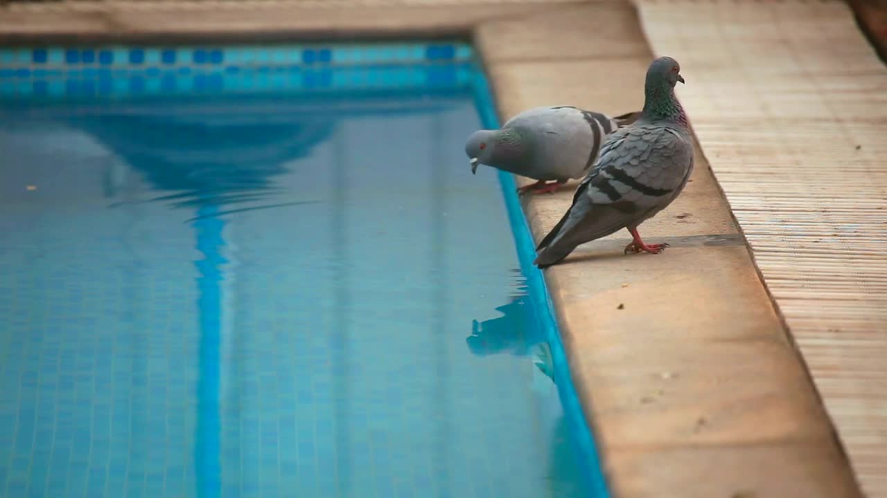 Download Video Stock Pigeons By The Swimming Pool Live Wallpaper Free