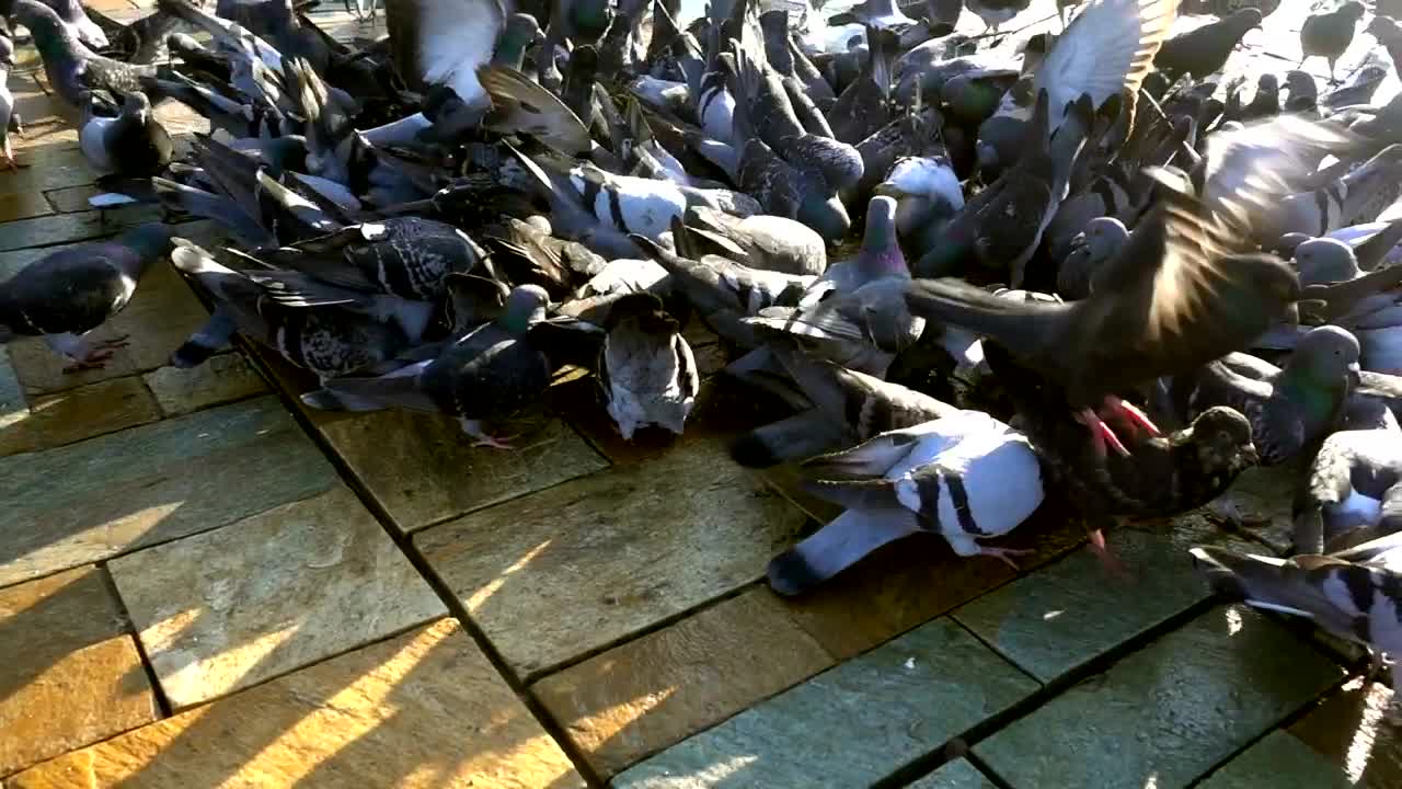 Download Video Stock Pigeons Eating In The Street Live Wallpaper Free