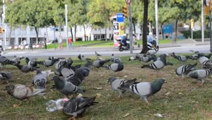 Download Video Stock Pigeons Feeding In A Dirty Park Live Wallpaper Free