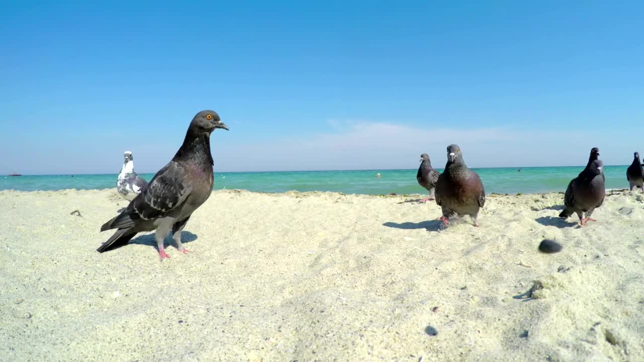 Download Video Stock Pigeons On A Sandy Beach Live Wallpaper Free