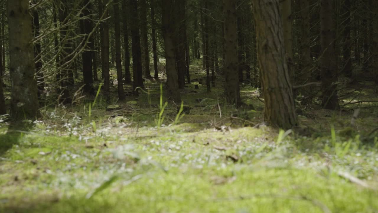 Download Video Stock Pine Forest After Rainfall Live Wallpaper Free