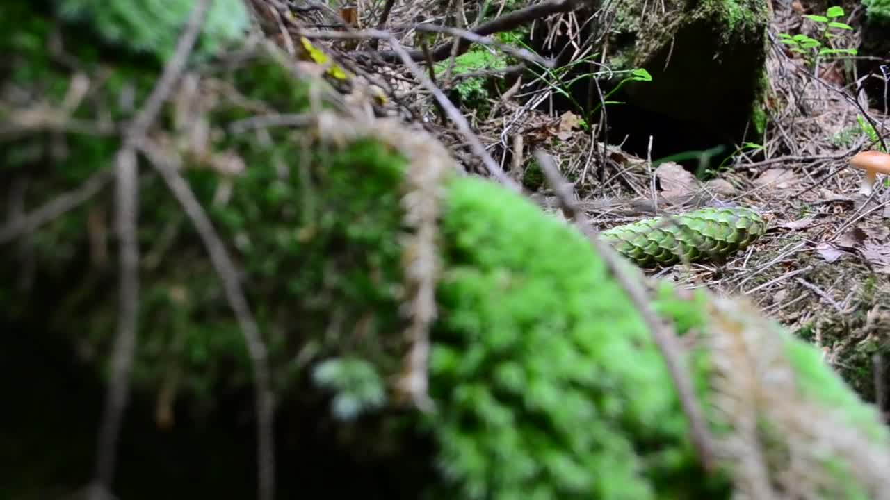 Download Video Stock Pinecone On The Forest Floor Live Wallpaper Free