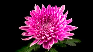 Download Video Stock Pink Chrysanthemum Flower Opening Live Wallpaper Free