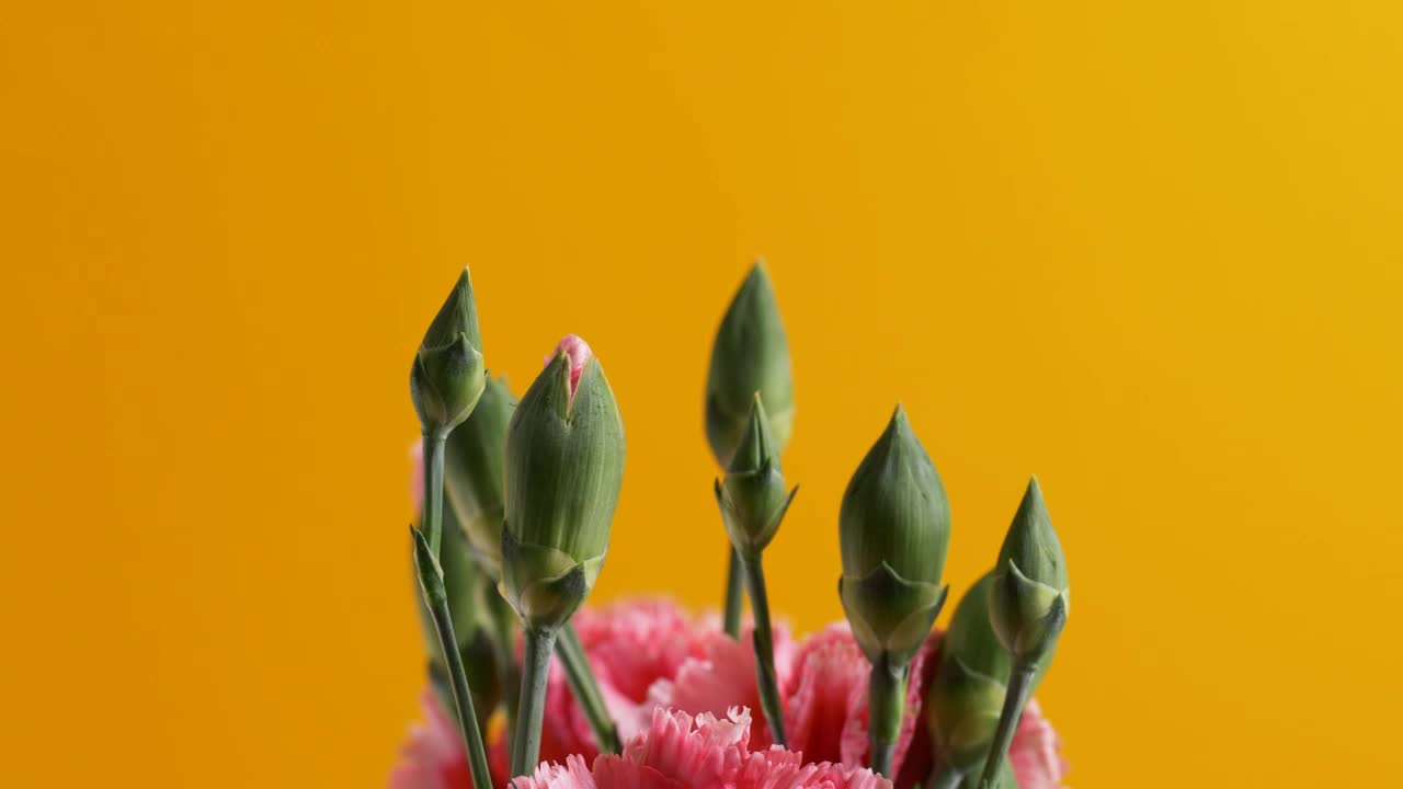 Download Video Stock Pink Flower Buds Live Wallpaper Free