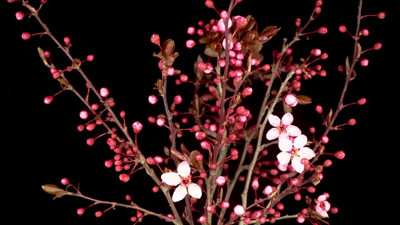 Download Video Stock Pink Flower Opening On A Cherry Tree Live Wallpaper Free