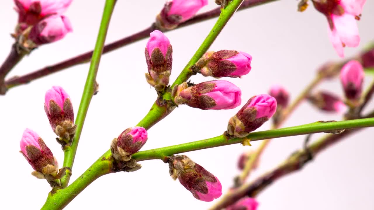 Download Video Stock Pink Flowers Blossom On The Branches Live Wallpaper Free