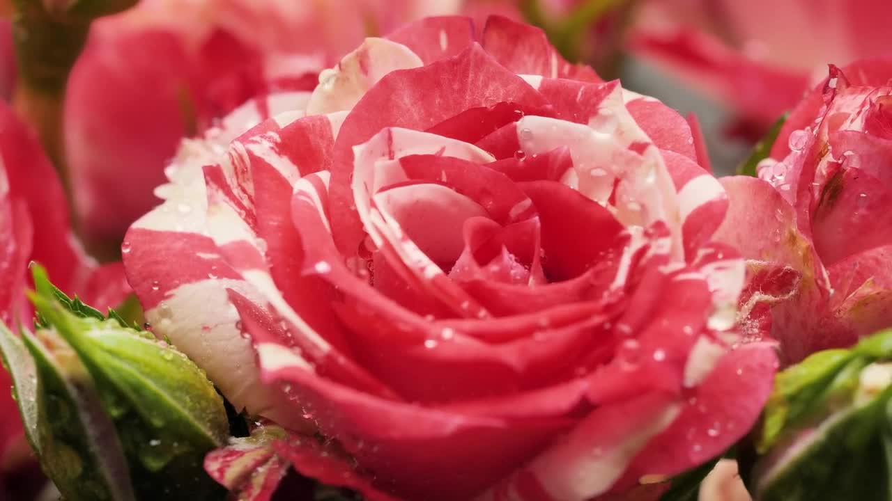 Download Video Stock Pink Rose With Water Drops On The Petals Live Wallpaper Free