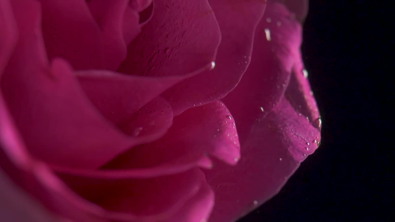 Download Video Stock Pink Rose Underwater Live Wallpaper Free