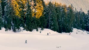Download Video Stock Plain Near A Forest With Skiers Live Wallpaper Free