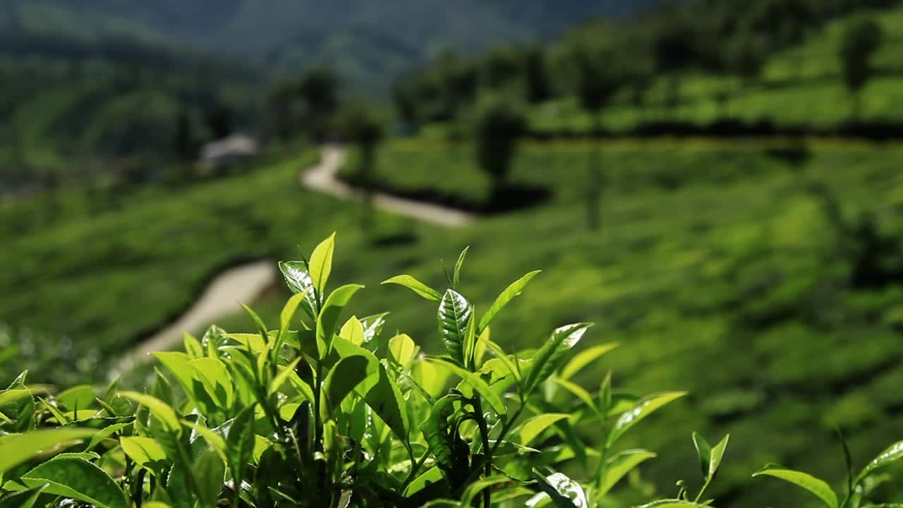 Download Video Stock Plantation On The Side Of A Hill Live Wallpaper Free